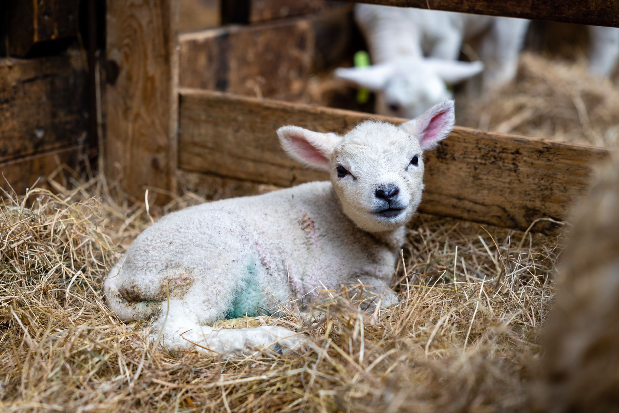 De Schapenboerderij op Texel: Een Traditioneel Stukje Eilandcultuur